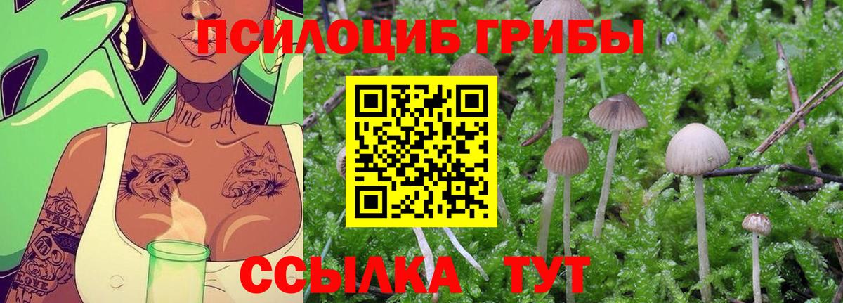 Псилоцибиновые грибы Cubensis Кстово